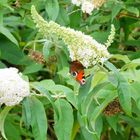 Schmetterling an der Blüte