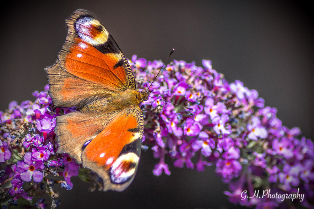 Schmetterling an der Blüte