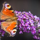 Schmetterling an der Blüte