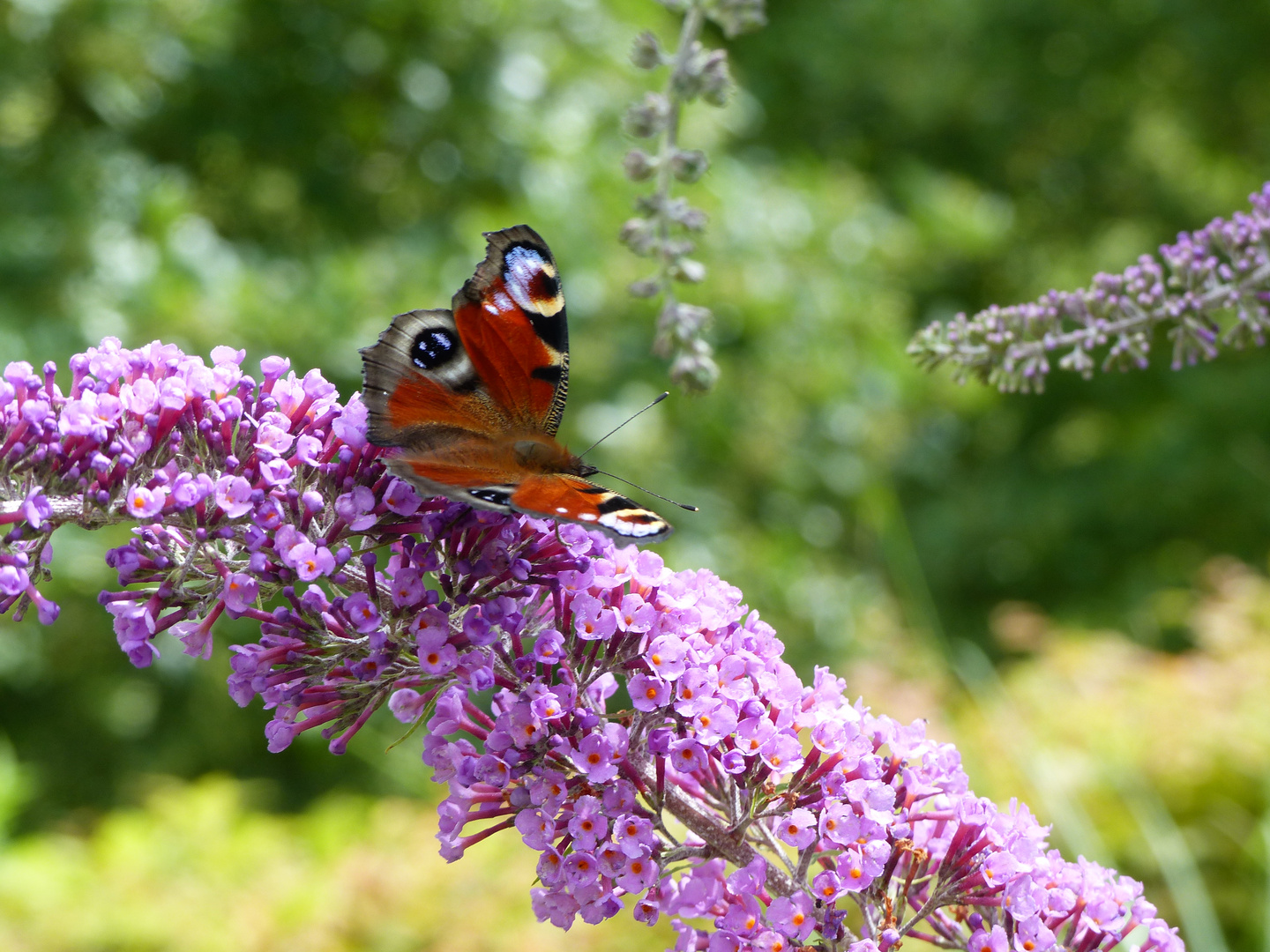 Schmetterling an der BlüteP1030247