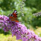 Schmetterling an der BlüteP1030247