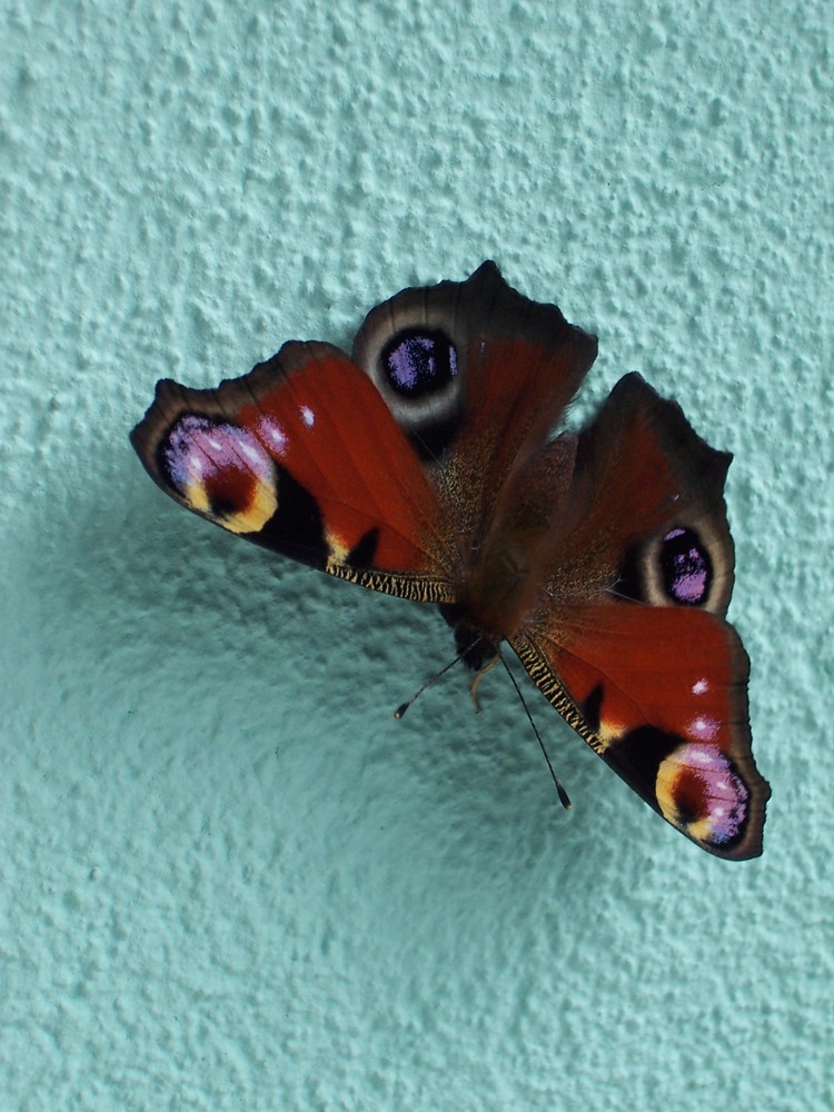 Schmetterling an der Fasade