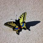 Schmetterling an der Hauswand