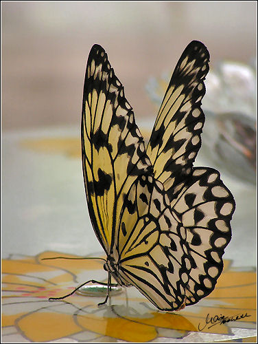 Schmetterling an der Kunstblüte (: