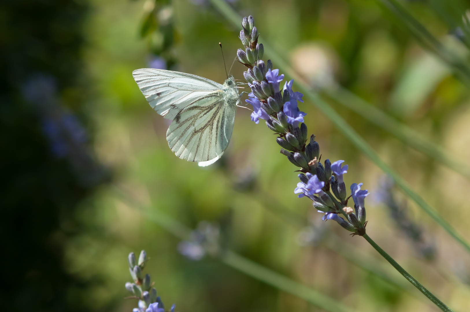 Schmetterling an der Lavendelblüte