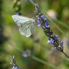 Schmetterling an der Lavendelblüte