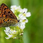 Schmetterling an der Löcknitz 