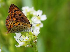 Schmetterling an der Löcknitz 