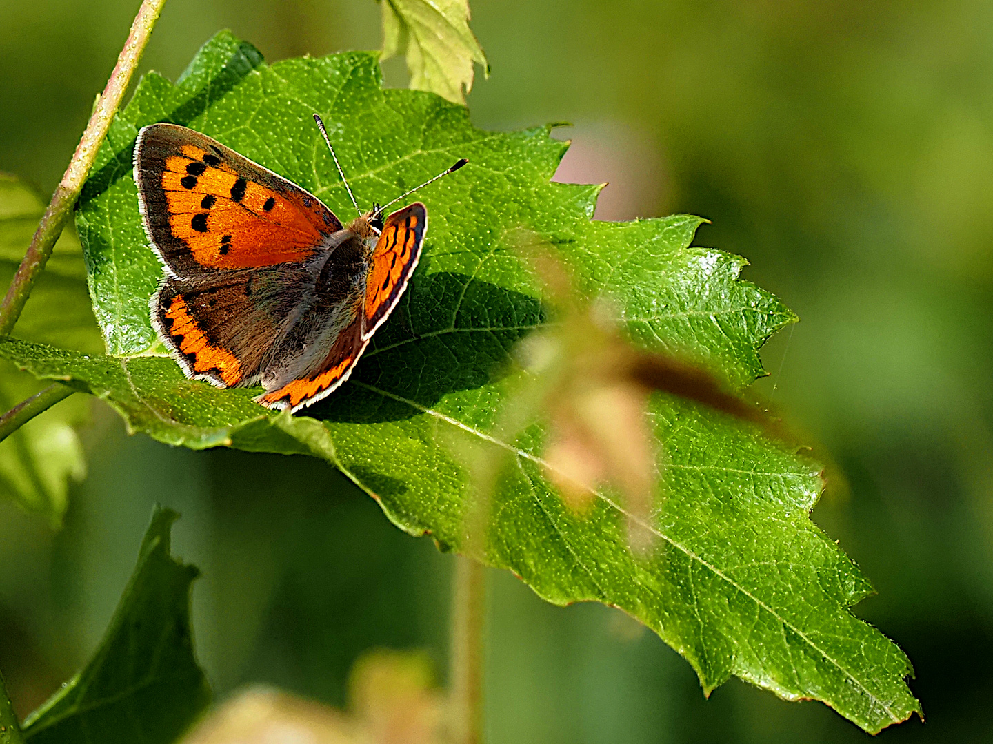 Schmetterling an der Löcknitz, in der Morgensonne