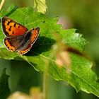 Schmetterling an der Löcknitz, in der Morgensonne