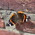SChmetterling an der Mauer