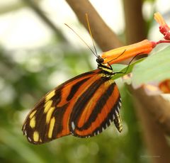 Schmetterling an der Nektarbar
