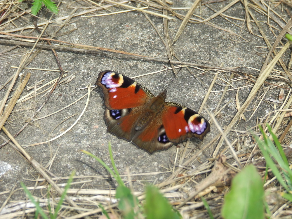 Schmetterling an der Ostsee