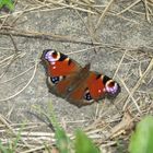 Schmetterling an der Ostsee