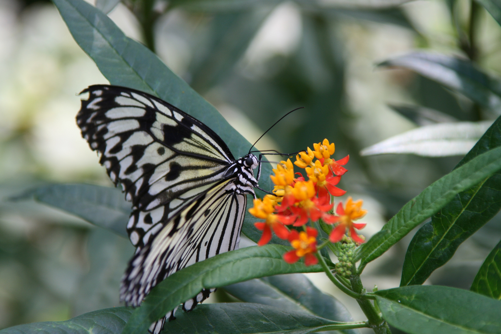 Schmetterling an der Pflanze