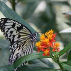 Schmetterling an der Pflanze