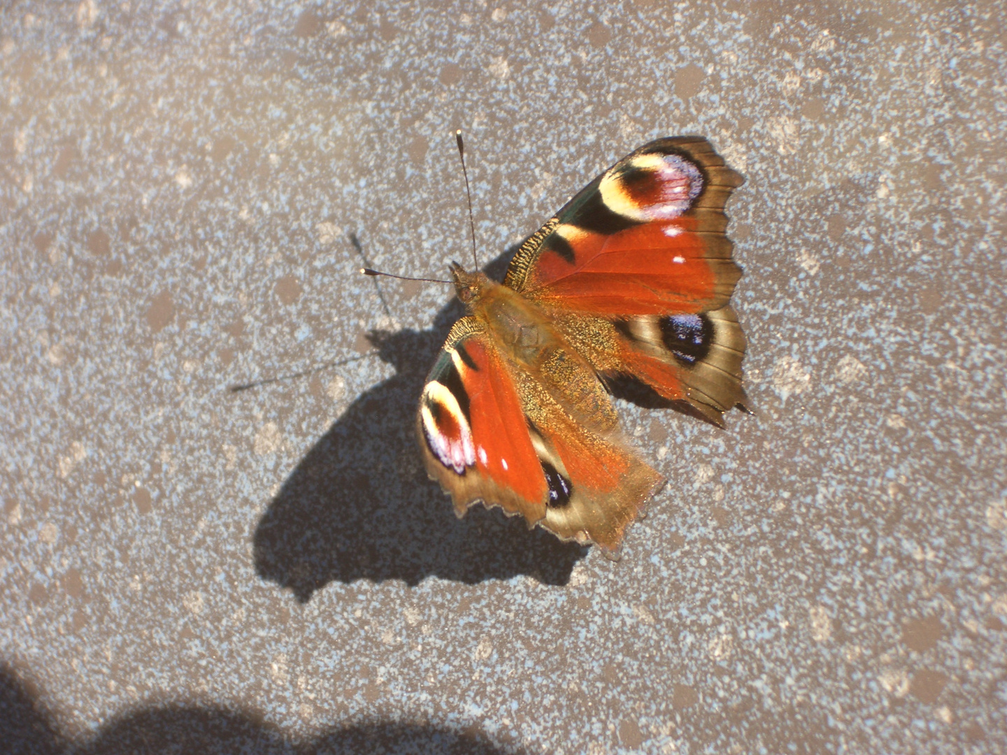 Schmetterling an der Wand