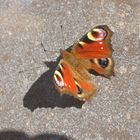 Schmetterling an der Wand