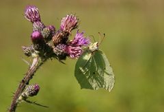 Schmetterling an Diestel