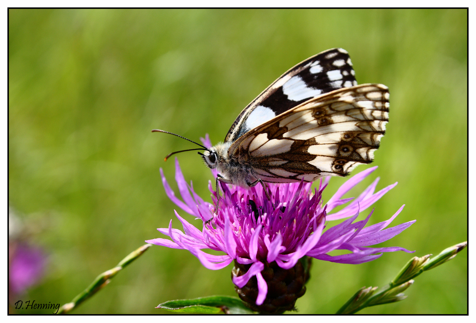 Schmetterling an Distel