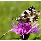 Schmetterling an Distel