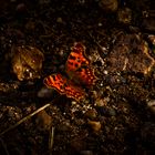 Schmetterling an einem Herbstmorgen