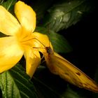 Schmetterling an einer Blüte