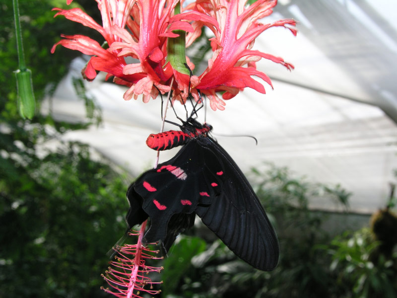 Schmetterling an farblich passender Blüte