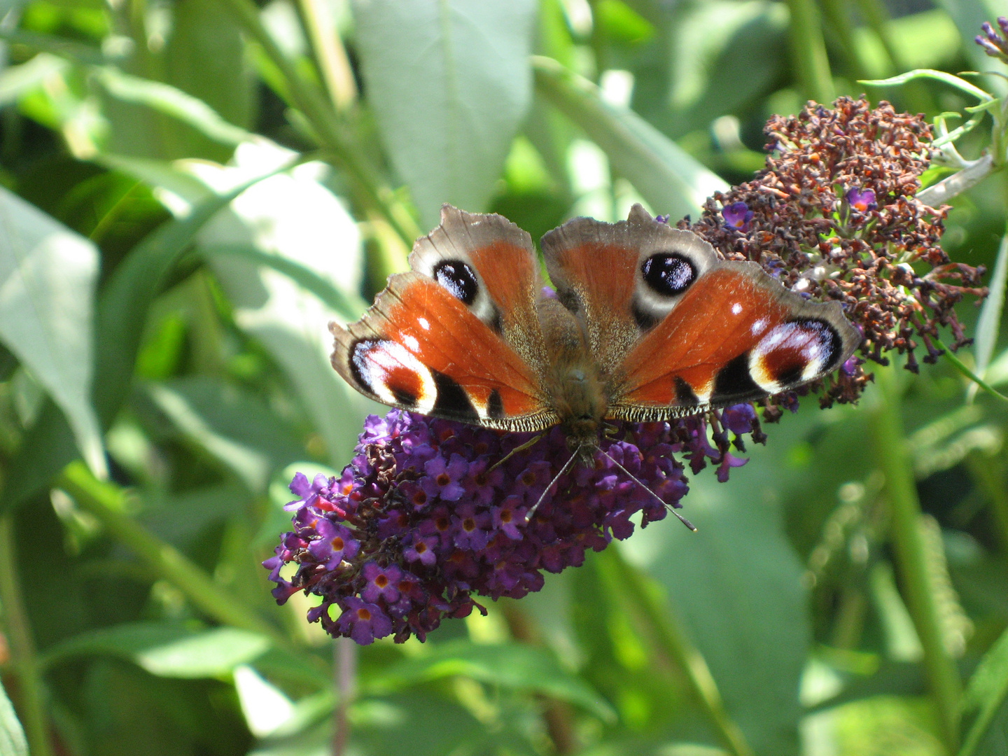 Schmetterling an Flieder