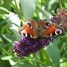 Schmetterling an Flieder