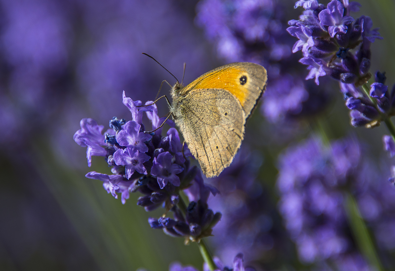 Schmetterling an Lavendel