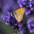 Schmetterling an Lavendel