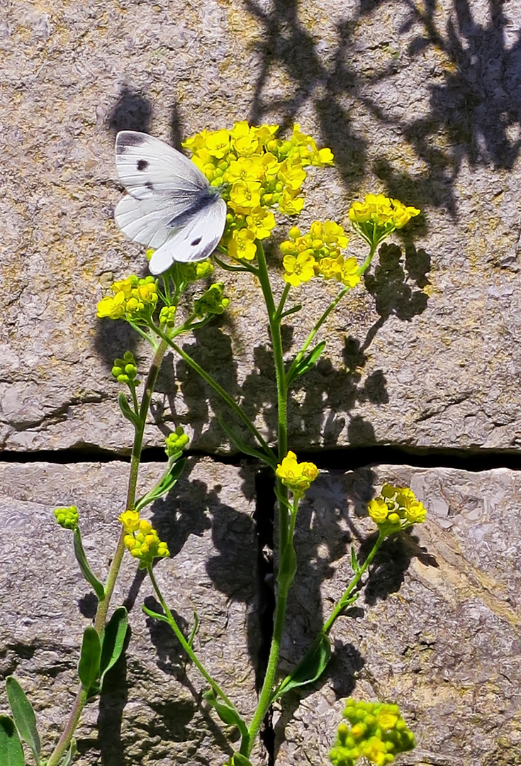 Schmetterling-an-Mauer