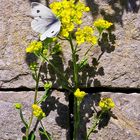 Schmetterling-an-Mauer