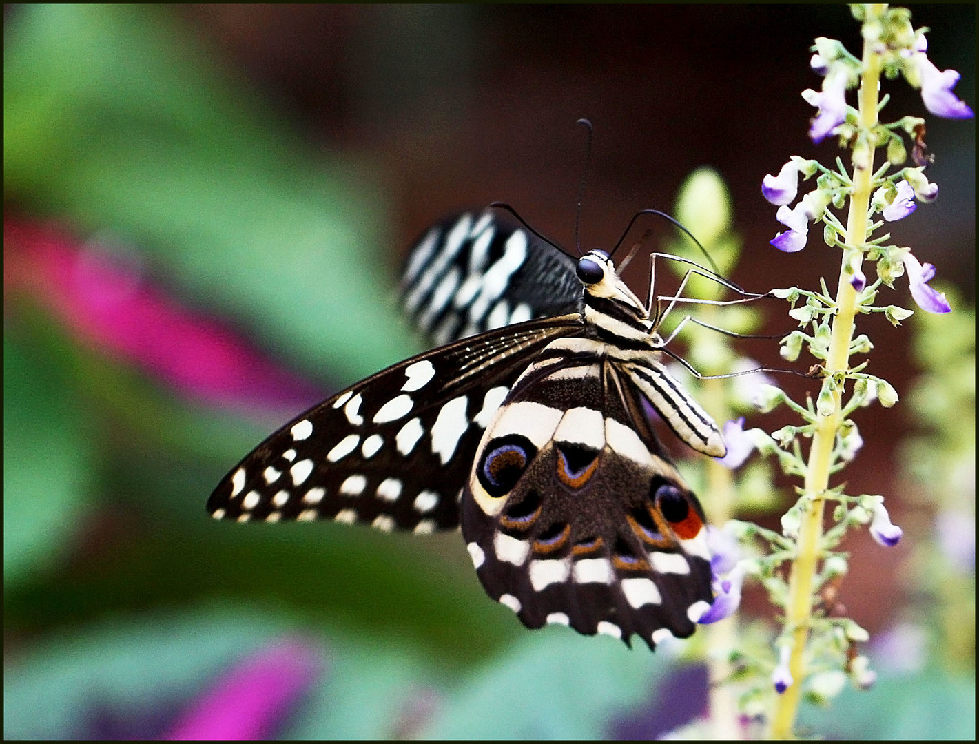 Schmetterling an Mittwochsblümchen :-))