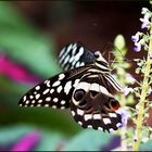 Schmetterling an Mittwochsblümchen :-))