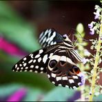 Schmetterling an Mittwochsblümchen :-))