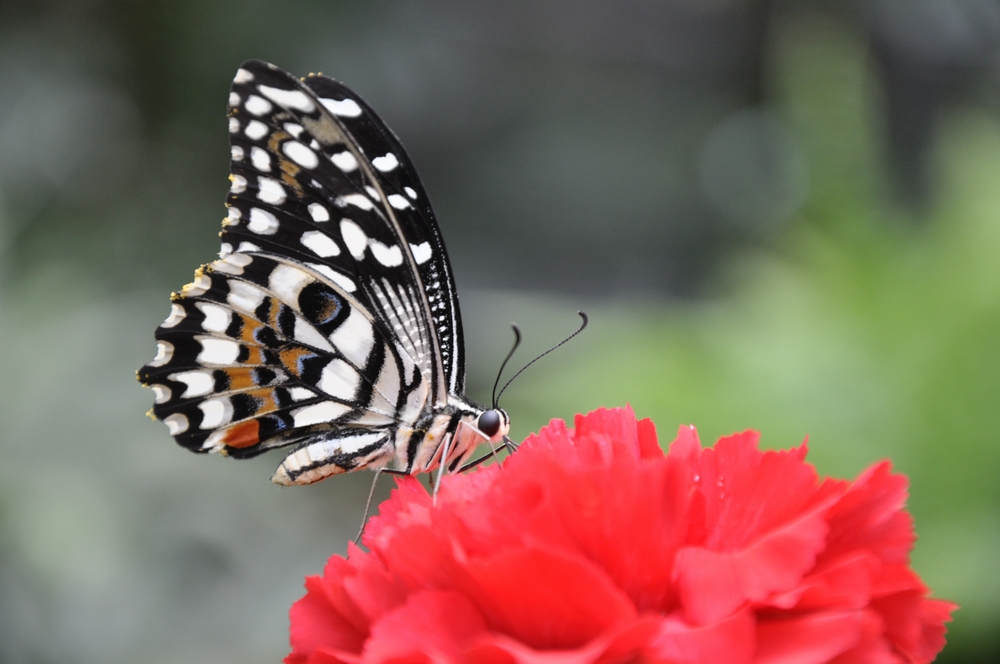 Schmetterling an Nelke