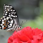 Schmetterling an Nelke