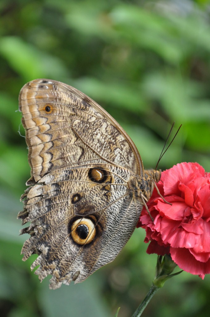 Schmetterling an Nelke