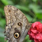 Schmetterling an Nelke