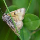 Schmetterling an Rastplatz