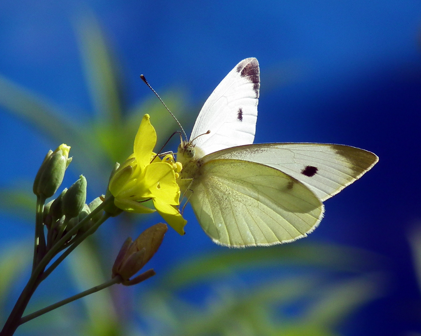 Schmetterling an Rucolablüte mit blauem Dressing