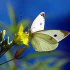 Schmetterling an Rucolablüte mit blauem Dressing