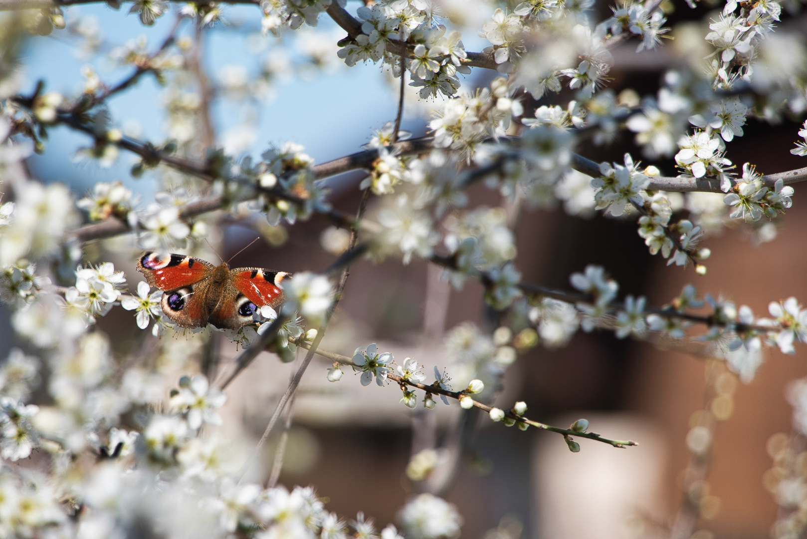 Schmetterling an Schlehenblüten - weil heute Mittwoch ist