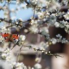 Schmetterling an Schlehenblüten - weil heute Mittwoch ist