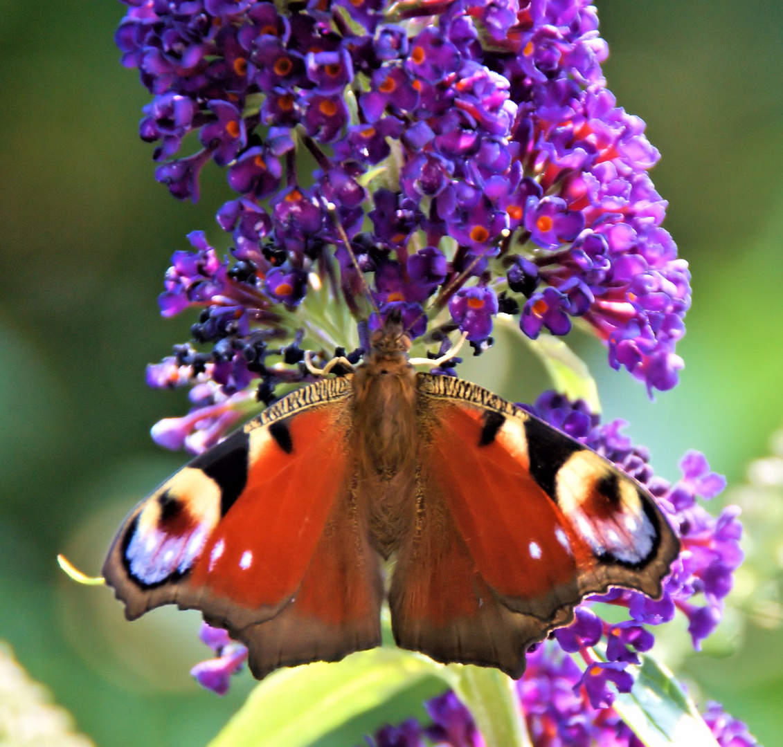 schmetterling an sommerflieder