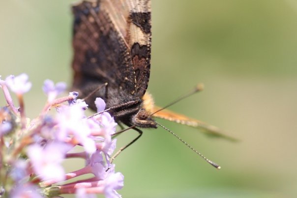 Schmetterling an Sommerflieder