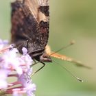 Schmetterling an Sommerflieder