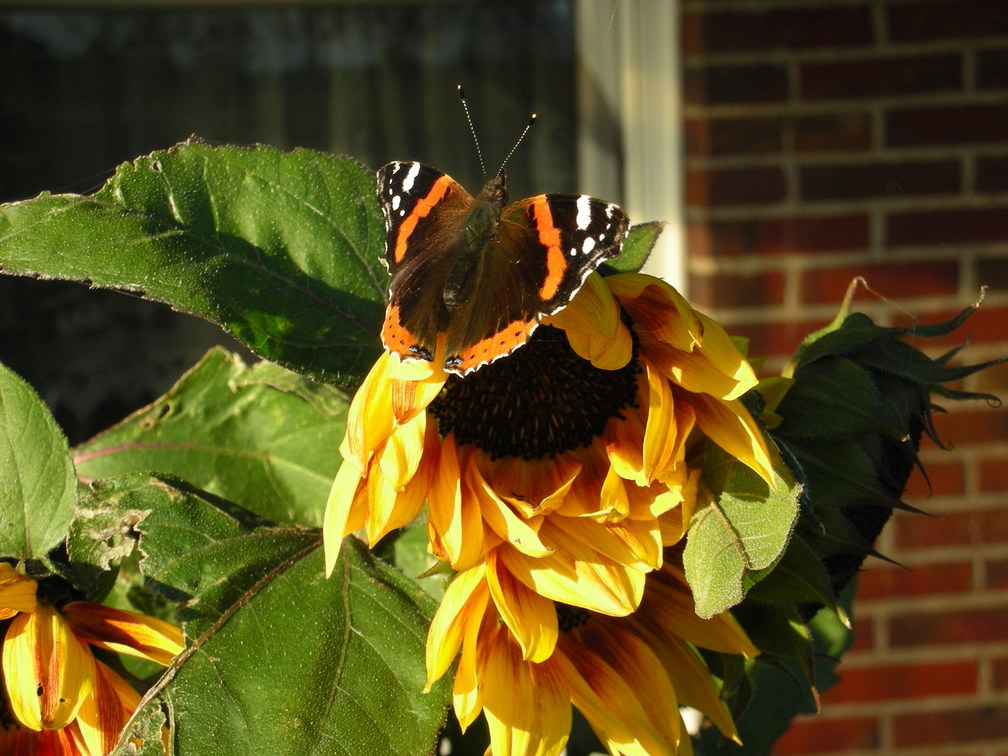 Schmetterling an Sonnenblume